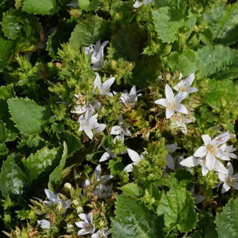 Campanula poscharskyana 'E H Frost' ---